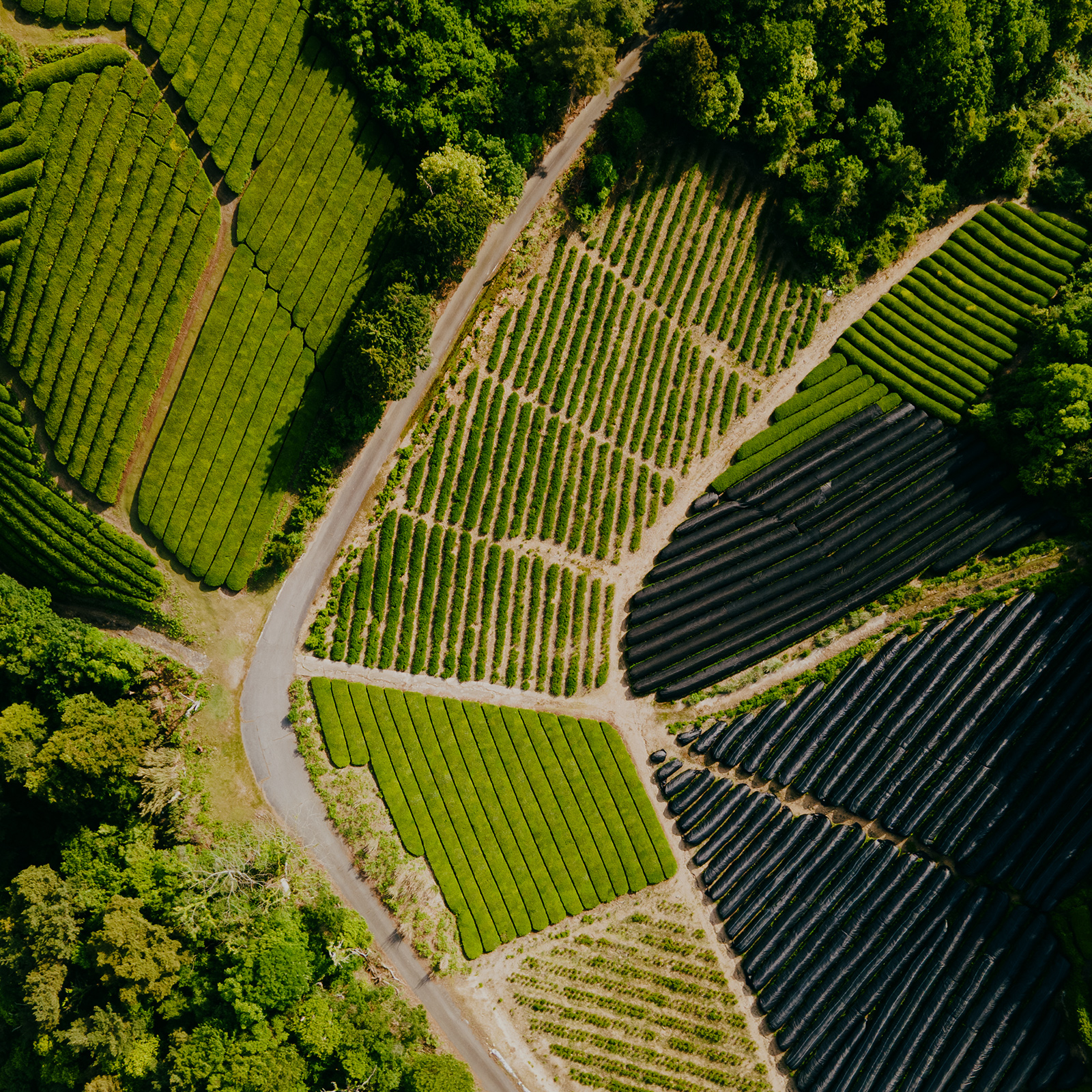 Wazuka Tea Field